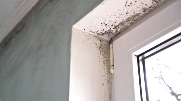 Best Black Mold Remediation in Lifornia City, CA