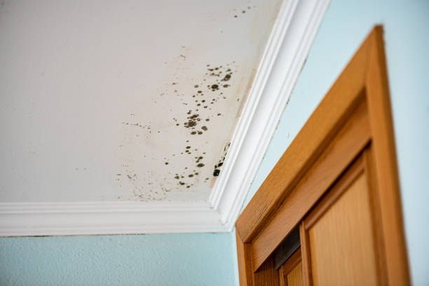 Best Residential Mold Remediation in Lifornia City, CA