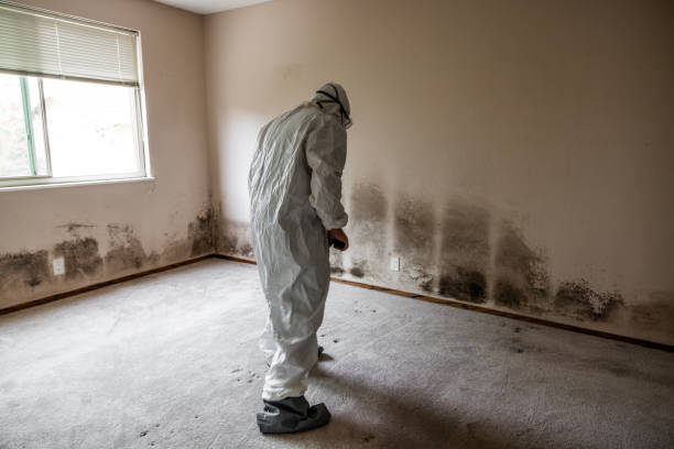 Best DIY Mold Remediation Support Services in Lifornia City, CA