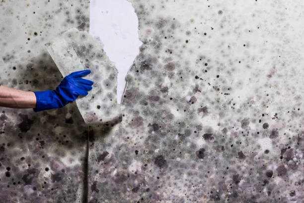 Best Residential Mold Remediation in Lifornia City, CA