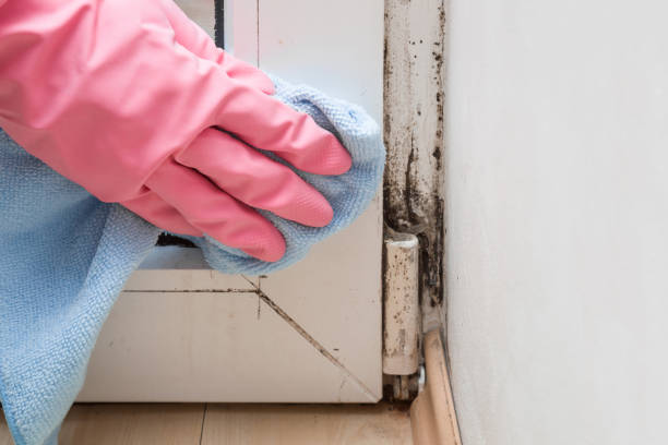Professional Mold Remediation in California City, CA